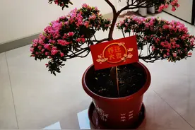 花888元买的杜鹃，一到阳台就蔫儿了，到底是怎么回事？图片