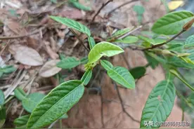 叶片像葫芦，老人家中常备的“祛湿茶”，懂它的人都在找，珍贵图片
