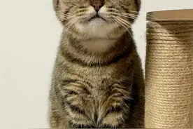 猫有多聪明，你真的想象不到图片