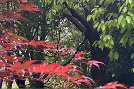 今天为大家推荐一条自驾最美四明山线路 上海——四明湖图片