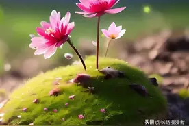 光发图片也算文章，也可以产生收益？不会写文章的看过来！图片