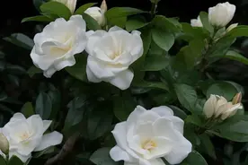 栀子花开，永恒的爱与约定图片