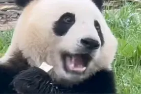 海归大熊猫升谊咩咩叫，向昔日友人告别，太感人！图片