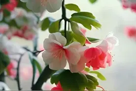 原生家庭不好的人，性格几乎也没有很好，性格很容易暴躁图片