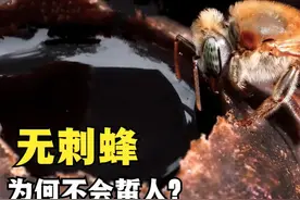 情绪稳定的无刺蜂，能直接取它的蜂蜜，为何不会蜇人？视频封面