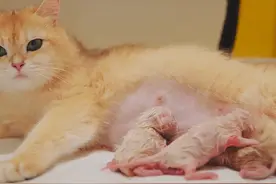 0.0001%几率，猫产下3对小猫双胞胎，从小猫到猫妈妈记录视频封面