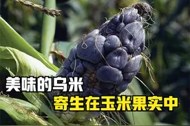 美味的“玉米毒瘤”，寄生在玉米果实里，还被叫做乌米。 美味的