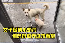 女子捡到一只小奶狗，没想到狗妈妈每天都跑来喂奶，故事让人感动视频封面