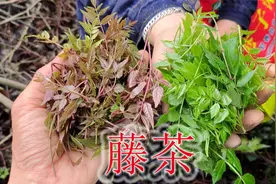 古老的藤茶又叫“莓茶”，清明时采春芽炒茶，入口味道先苦后甜视频封面