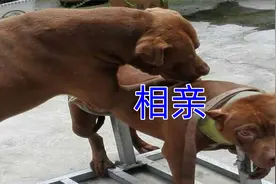 中华田园犬处对象，气氛不对劲，虎斑犬想逃视频封面