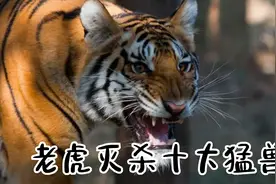 老虎猎杀十大野兽炸裂瞬间，大象，鳄鱼，犀牛都是盘中餐！视频封面