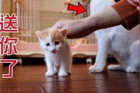 嫌带娃太辛苦，新手猫妈竟把幼崽叼来送给人类视频封面