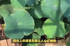 阳台莲藕种植攻略：从催芽到施肥，手把手教你变种植达人视频封面