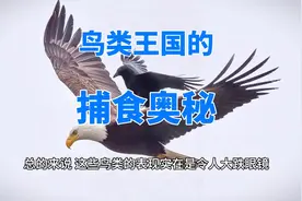 羽翼奇观：鸟类王国的捕食奥秘视频封面