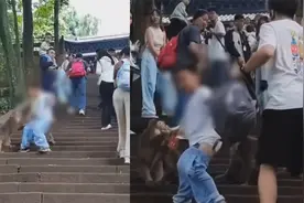 男孩被峨眉山猴子缠住拉扯，哭喊着无法脱身，幸好旁人出手相救视频封面