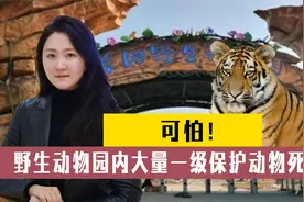 阜阳野生动物园，东北虎非洲狮大量非正常死亡，到底怎么了？视频封面