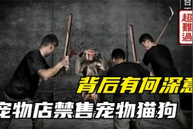 法国的反虐待动物法案，2024年起宠物店禁售猫狗，这个法案啥深意视频封面