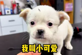 老家的狗生了3只小狗，决定去城里夜市卖一下，50块一只贵吗？视频封面