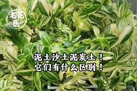 泥土沙土泥炭土！它们有什么区别！视频封面