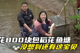 花800块包下稻花鱼塘，连拉三网没想到还有宝贝，最后培培这样做视频封面