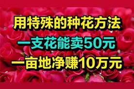 他种花的方法不一般每亩地能净赚10万元年收入高达2000万元视频封面