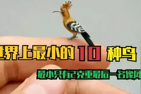 世界上最小的10种鸟、最小的居然只有2克重、最后一名形似凤凰视频封面