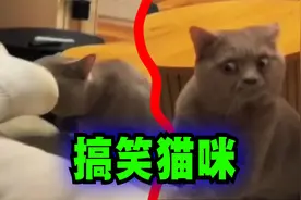 爆笑解说：猫咪闻了一下主人的脚后，表情变了！视频封面