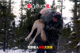 零度以下：荒野里人狩猎北美大灰狼，保护营地和线路的安全视频封面