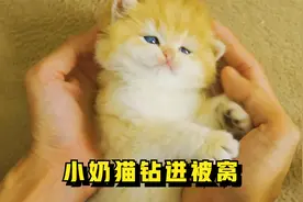 清晨小哥起床，发现只小奶猫睡在自己被窝，到底小奶猫哪里来的呢视频封面