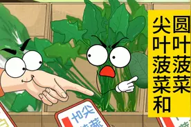 尖叶菠菜和圆叶菠菜有啥区别?视频封面