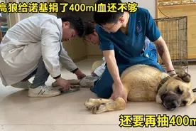 高狼给诺基捐了400ml血还不够，还要再抽400ml，高狼能顶的住吗视频封面