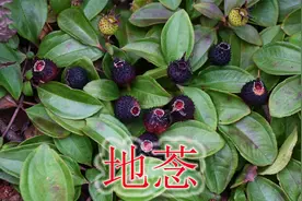 杂草丛下的宝贝“地菍”，野果吃得满嘴乌黑，却是毒蛇克星植物视频封面