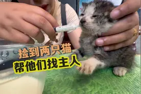 自驾游路上捡了两只小奶猫，已经有三只狗了，帮他们找个新主人！视频封面