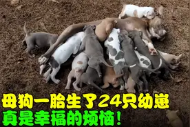 母狗一胎生了24只幼崽，哺乳都成了问题，真是幸福的烦恼！视频封面