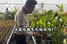 沙漠玫瑰冬天怕冷吗？视频封面