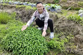比辣椒还辣的辣蓼作用厉害了，这4大价值很少人知道，省钱又实用视频封面