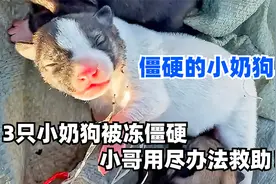 3只小奶狗被冻得身体僵硬，已经命悬一线，小哥想尽办法救助！视频封面