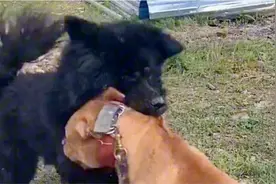 美国比特犬大战中国纯种藏獒，竟被一招制服，全程死咬不松口视频封面