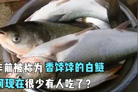 十年前被称为香饽饽的白鲢，为何现在很少有人吃了？是不好吃吗？视频封面