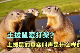 土拨鼠的真实叫声是什么样的？话多爱打架的土拨鼠会冬眠吗？视频封面