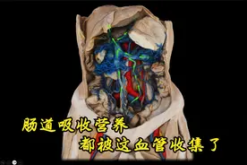 收集肠道吸收营养物质的静脉：肝门静脉系视频封面