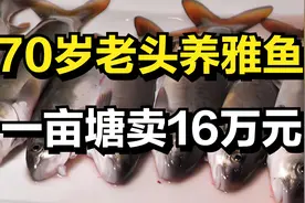 70岁老人养殖雅鱼，一亩塘雅鱼卖16万元，年收入高达2000多万元！视频封面