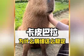 为什么卡皮巴拉情绪会这么稳定呀！#卡皮巴拉视频封面