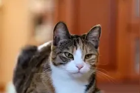 猫咪几岁开始就不活泼了_揭秘猫咪何时步入“低调”岁月？视频封面