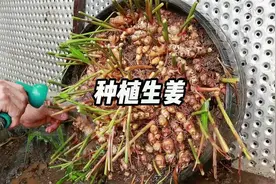 如何在家种植生姜，简单几步教会你，阳台小院均可种植 #生姜种植视频封面