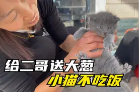 农民王小：可爱萌猫一大群，给街里二哥送葱，小猫却不吃食咋整？