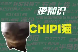 【梗知识】CHIPI猫视频封面