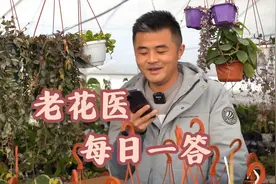 龟背竹冻了如何抢救？视频封面