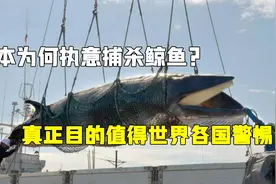 日本为何执意捕杀鲸鱼？并非为了吃肉，真正目的值得世界各国警惕视频封面