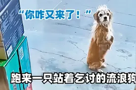 超市门口站着乞讨的流浪狗，站着不走了！发生的事让人哭笑不得视频封面